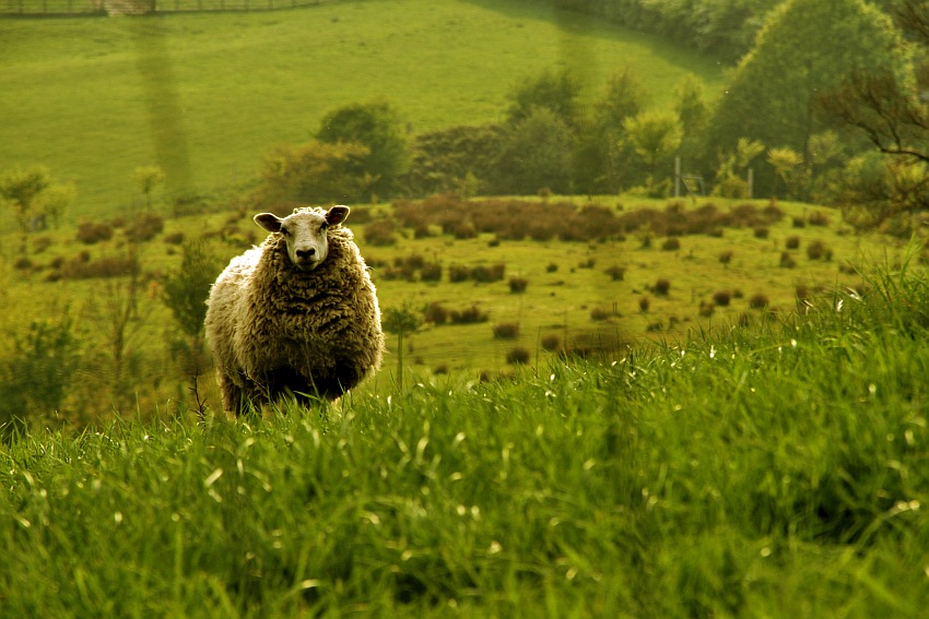 fleece-dream-meaning