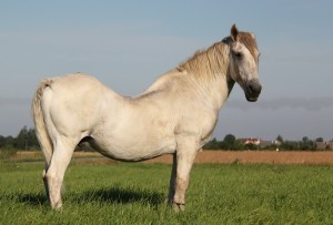 White horse