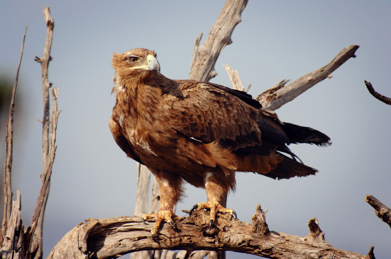 eagle dream meaning