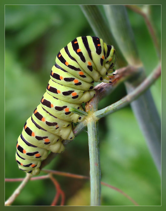 caterpillar dream meaning