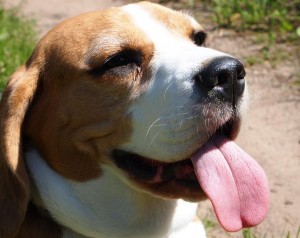Beagle with open mouth