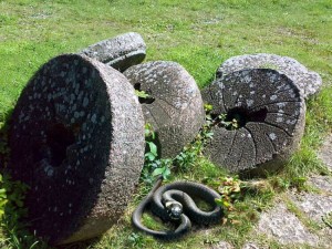 Snake on grass