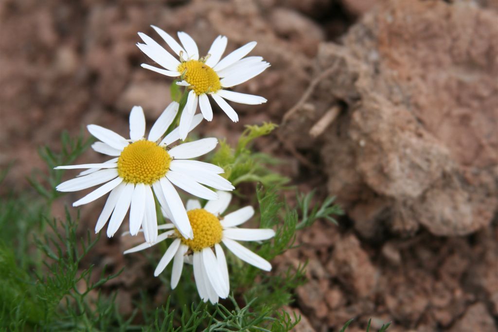 Chamomile Dream Meaning